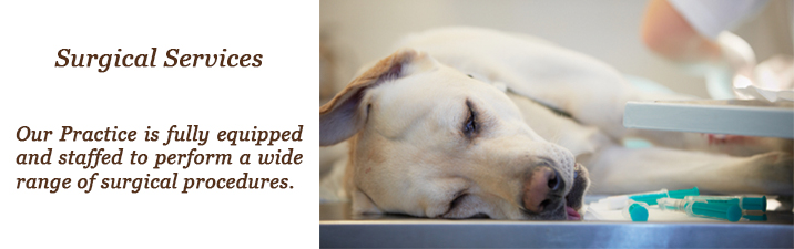 Lake Shore Animal Hospital Lake Shore Animal Hospital