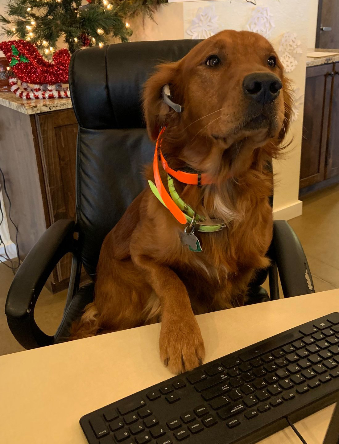 Small Animal, Equine, Bovine, Ruminant Vet in Nampa